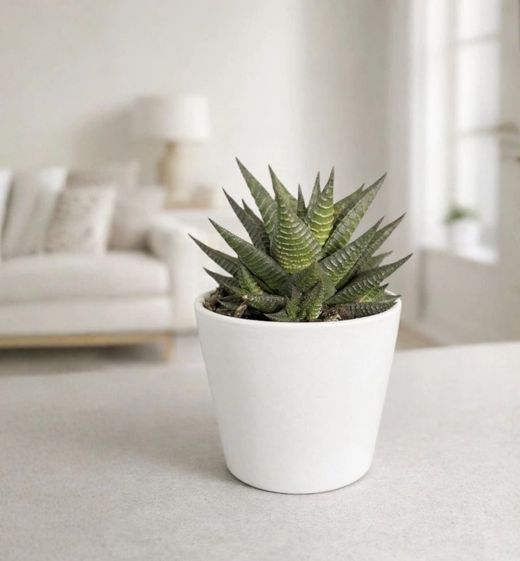 succulent--2